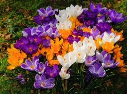 Flowers Crocus Spring Bloom
