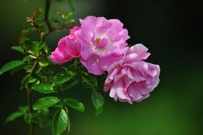 pink garden flowers on a bush close up