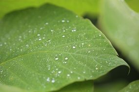 tiny dew drops on green leaf, Macro