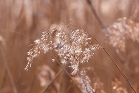 reed grass in wetland