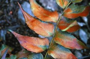 closeup photo of Autumnal Fern plants