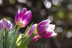 purple spring tulips