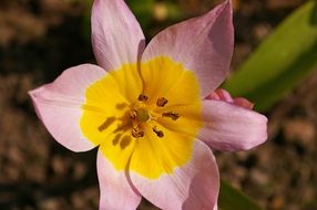Tumor Bicolor Tulip