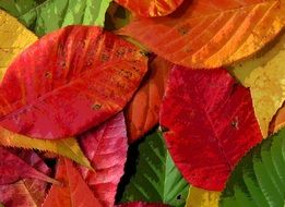 green red yellow tree leaves