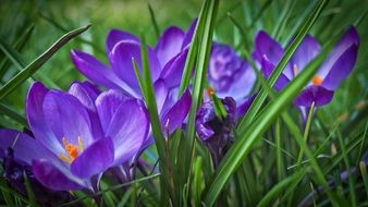 purple crocuses among green grass