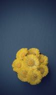 yellow coltsfoot on a blue background