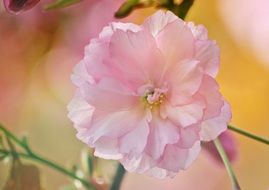 pale pink flower of japanese cherry close-up