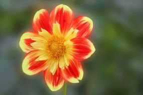 dahlia like a two-color daisy