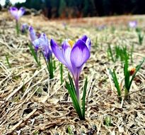 blooming purple crocuses in a clearing