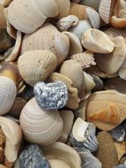 seashells as a natural beach