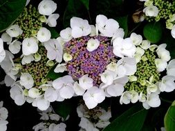 Beautiful hydrangea flowers blossom