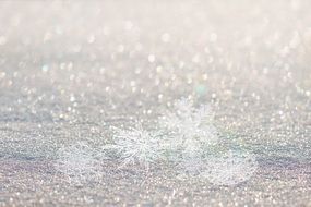 beautiful snowflakes in winter