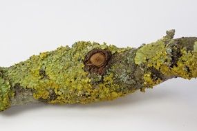 branch with lichen