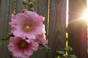 Pink mallow flowers under the sun