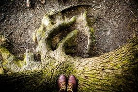 Human standing on a tree