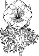 black-and-white painted poppy