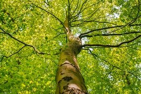 tree with green leaves in spring in the park