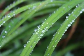 grass in raindrops close up on a blurred background