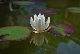 White water lily on the water
