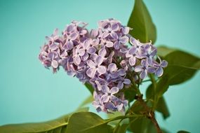 purple Lilac Syringa green Bush