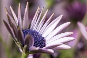 Macro photo Osteospermum Ecklonis
