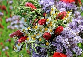 Bouquet of wild flowers in nature