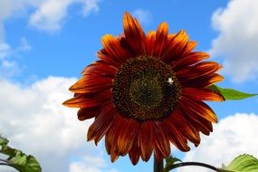 gorgeous red Sun Flower