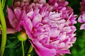 lush pink peonies close-up