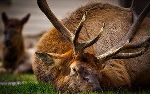 beautiful deer is sleeping in the reserve