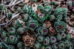 Green and purple Succulent Plants in Garden