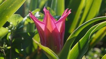 Beautiful pink flowers and green foliage on a blurred background