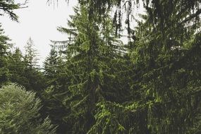 spruce trees in the thickets of the forest