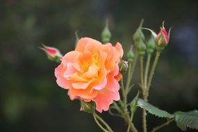 delicate rose with buds close-up on blurred background