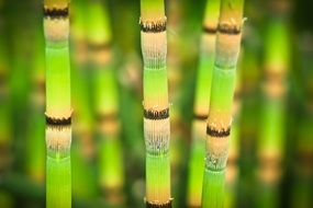 Bright Bamboo