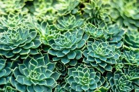 green plant with succulent leaves