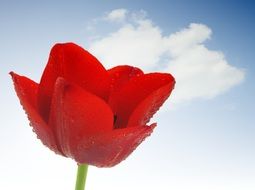 red tulip on a background of clouds