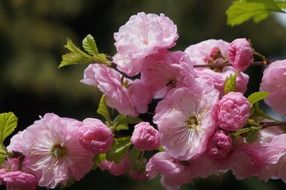 pink flowers on a branch close-up