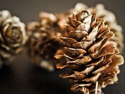 pine cones for decorations