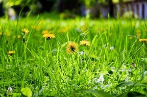 yellow flowers in a green meadow