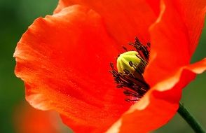 incomparable Poppy Blossom