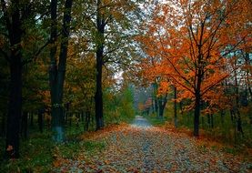 orange and green leaves on an alley in the park
