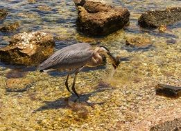 Heron Fishing