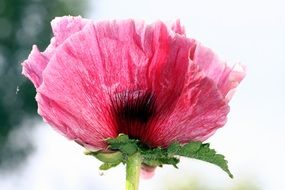 pink Poppy Flower closeup