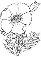 drawn poppy