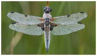 gray dragonfly on a plant in nature