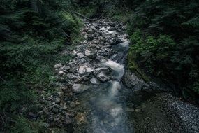 forest Creek in Stones scene