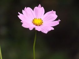 Flower Spring Pink