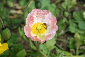 insect in a pink poppy closeup
