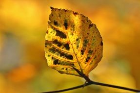 autumn yellow dead leaves