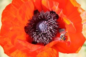 incredibly handsome Poppy with Bee